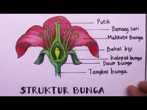 cara menggambar bagian-bagian bunga l struktur bunga l part of flower