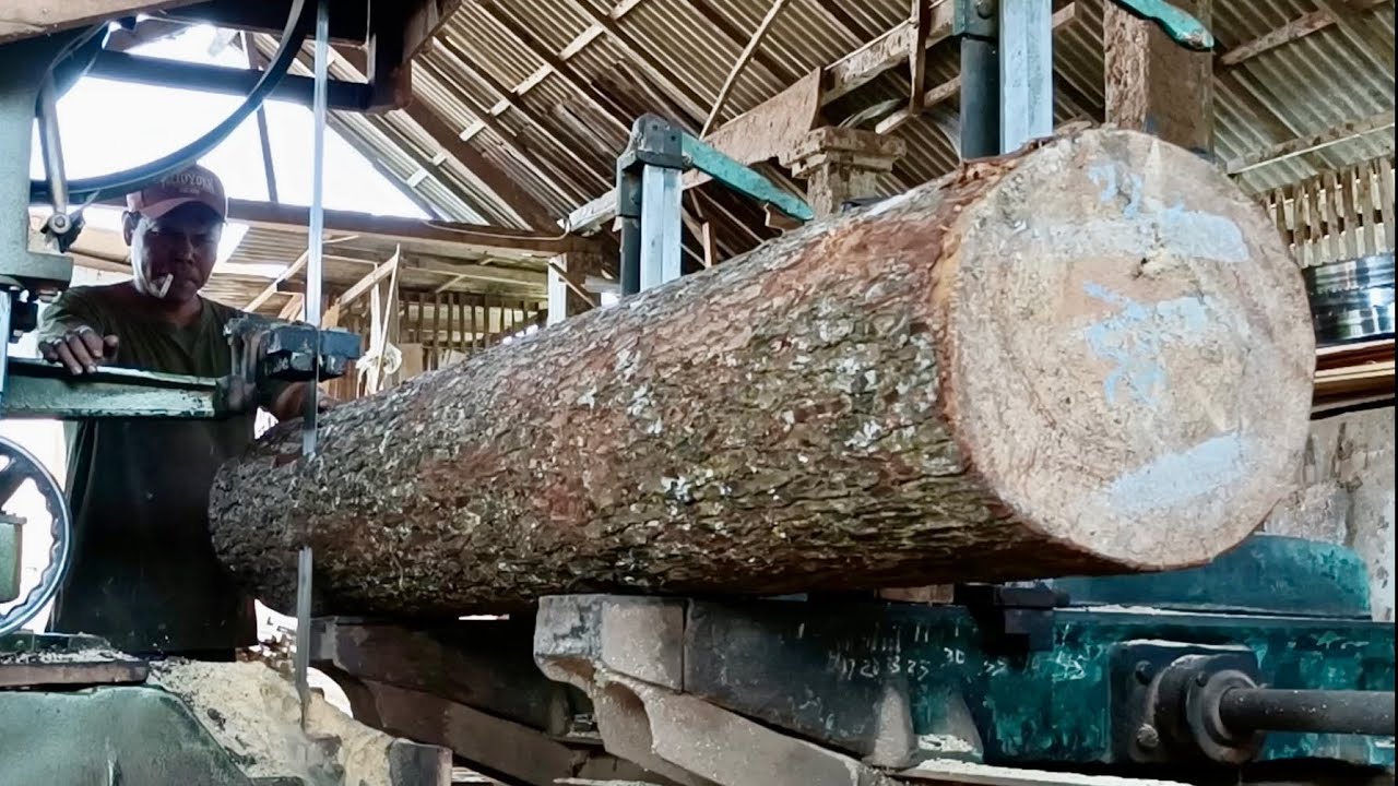 Processed Pine Ordinary quality pine wood is ready to be processed in a wood factory ...