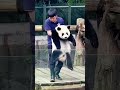 Pandas mas tiernos