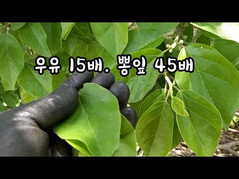 이것을 먹었더니 복부가 쏙쏙 들어가고 266명의 암이 모두 줄어들었다