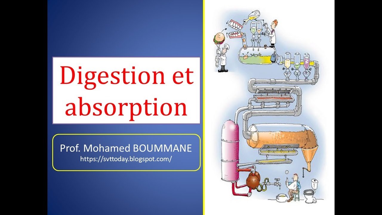 résumé du cours de la digestion et l'absorption YouTube
