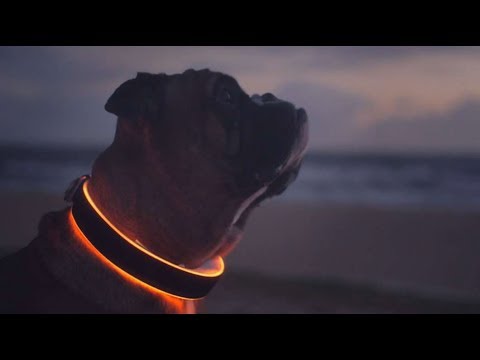 Videó: 20 Kiegészítők a kutya számára Ez a Halloween