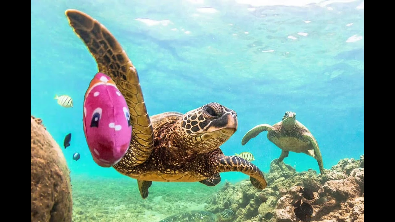 Fishy fishy swim swim 