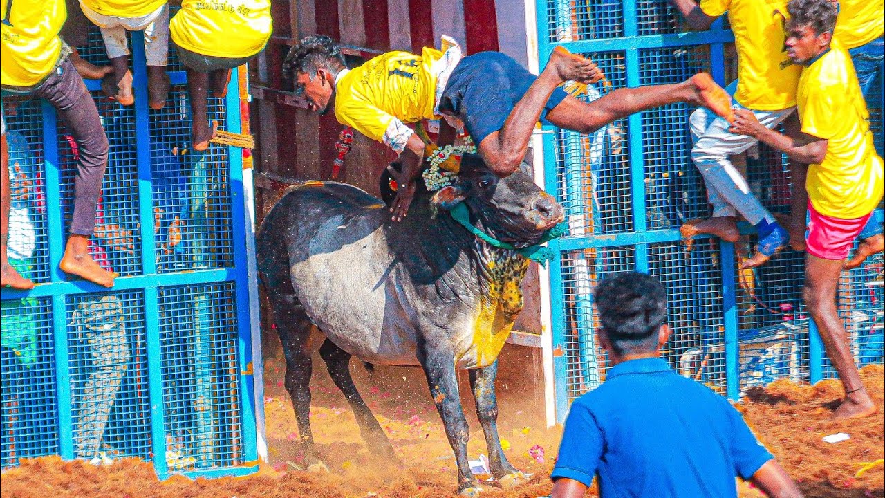 Ammankurichi Jallikattu 2026 Videos | அம்மன்குறிச்சி ஜல்லிக்கட்டு 2026 Videos