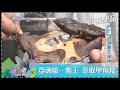 台灣第一等【滋補聖品 亞洲第一鱉王萃取甲魚精／上萬牛蛙養殖場 宮廷聖品雪蛤膏】 _精選特輯