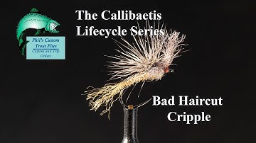 Callibaetis Lifecycle   Tying Bad Haircut Callibaetis