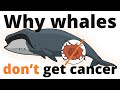 Understanding Cancer Resistance in Large Mammals