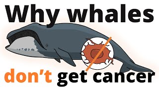 Why whales don't get cancer – Peto's paradox