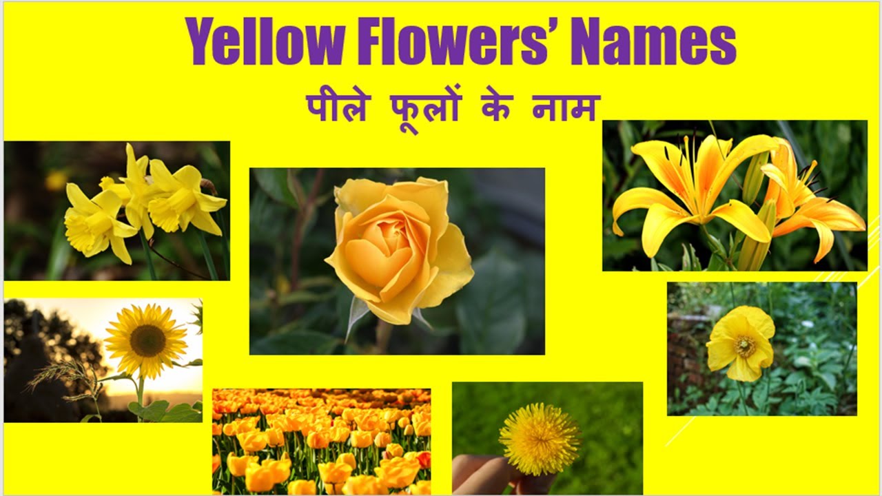 Yellow Flowers Images And Names - Top 10 Scented Plants That Will Make ...