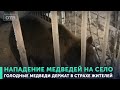 Нападение медведей на село. Голодные медведи держат в страхе жителей уральского поселка | #ОТВ