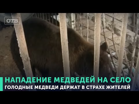 Голодные медведи держат в страхе жителей уральского поселка