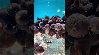 Cet homme est SAUVÉ par les pieuvres 🐙♥️