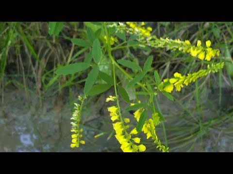 Vídeo: Herb Melilotus Officinalis - Propriedades úteis, Aplicação