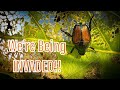 This invasion is causing "Beetle Mania!" - June 2019