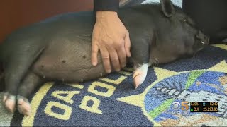 Recently Rescued Pot-Bellied Pig Pays Visit To Oakland Police HQ