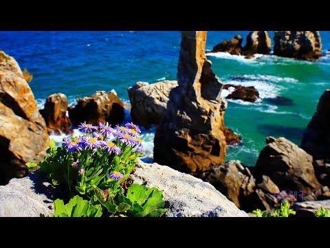 바다를 사랑하는 슬픈해국(Seashore spatulate aster) ~