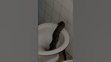 Massive Python Slithers into Toilet || ViralHog