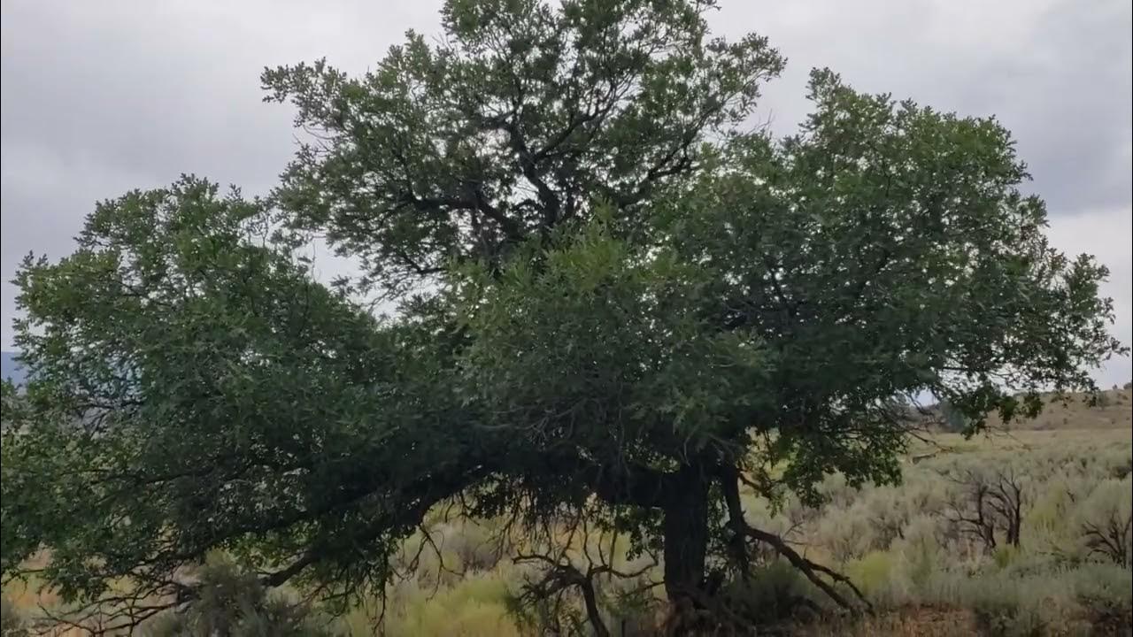 and all the trees of the field shall clap their hands YouTube