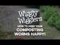 How to keep your composting worms happy  wiggly wigglers