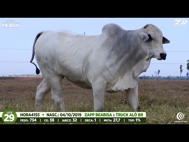 LOTE 29