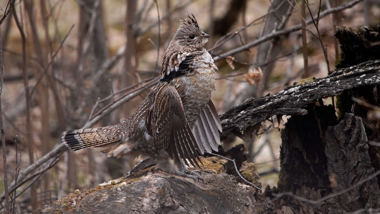 Ruffed Grouse Displaying - 04-14-2022 - YouTube