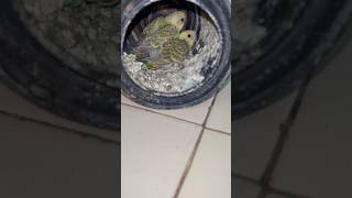 Male ke death k bad ky hua  #parrot #budgies #birds #lovebirds #pets #lovebird #bird #birdlove