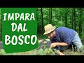 Coltivare l'ORTO come un BOSCO: la lezione delle foreste