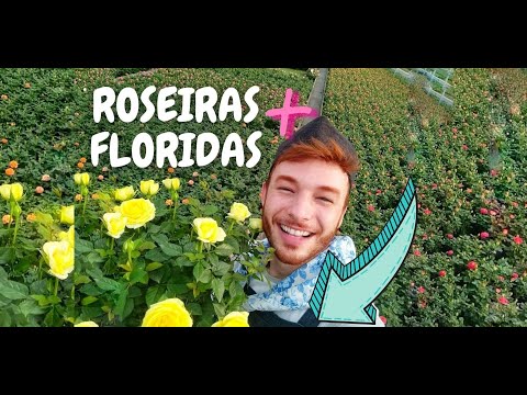 Vídeo: Rosas: Cuidados Com As Flores Em Abril