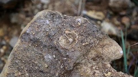 300-mln-year-old fossil field found in SW China