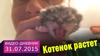31 июля 2015 // Котенок растет // Видео-дневник 31 июля 2015 // Котенок растет // Видео-дневник