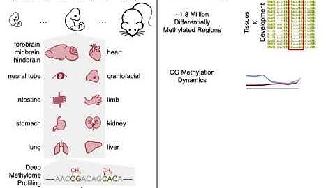 New maps of chemical marks on DNA pinpoint regions relevant to many developmental diseases