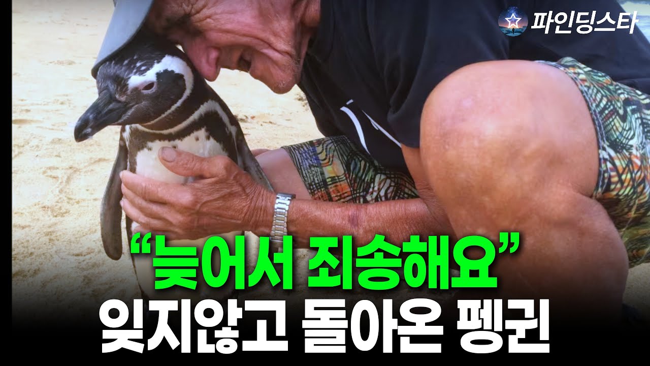 매년 8,000km를 헤엄쳐 한 사람을 찾아오는 펭귄. 왜 일까?