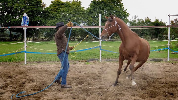PODSTAWY LONŻOWANIA DLA MŁODEGO KONIA 🐴🤠 #06