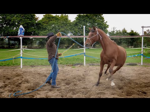 PODSTAWY LONŻOWANIA DLA MŁODEGO KONIA 🐴🤠 #06