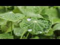 Ep 12 - Frost Risk IN JULY