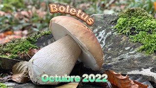 Boletus octubre 2022 / Cantabria infinita