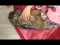 I sleep at night Eagle Owl？　ワシミミズクの夜ね？？②