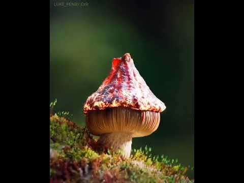 انواع الفطر سبحان الله