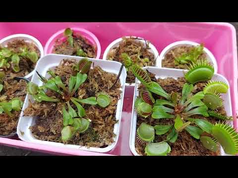 Video: Apa Itu Butterwort: Pelajari Tentang Menumbuhkan Butterwort Karnivora