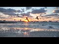 Animalia - A flock of Seagulls enjoys a winter sunset