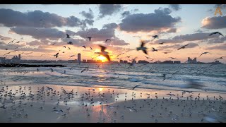 Animalia - A flock of Seagulls enjoys a winter sunset