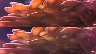 Anemone Finished Digesting a Snail in 3D