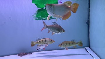 Sự khác biệt của đèn Mayin và đèn No1( 5D) cho huyết long.