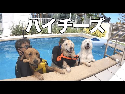 犬仲間と入るプールは格別です