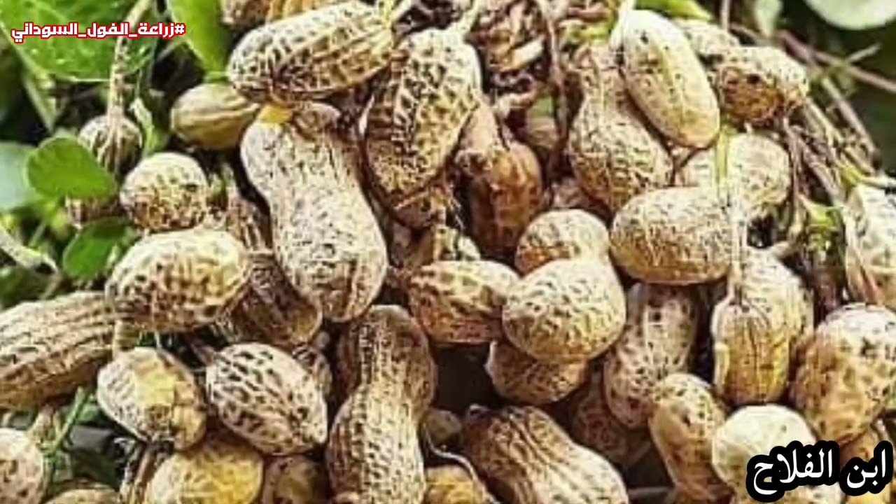 اسهل طريقه لزراعه الفول السوداني من الزراعه حتي الحصاد