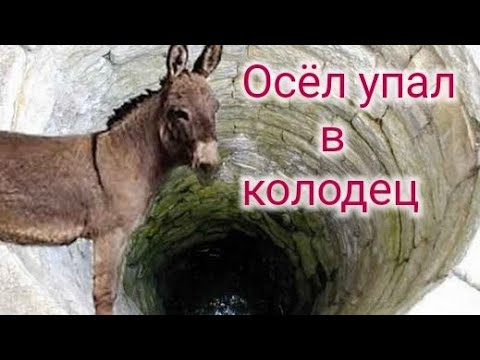 Осёл упал в колодец?