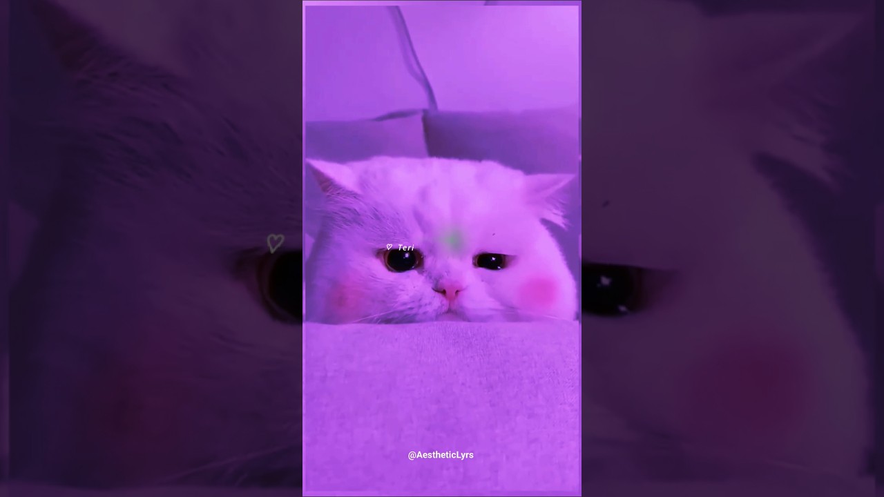 Pal Pal - Afusic 🥀💔 || Cat Version 😸|| Slowed Reverb || Aesthetic Status ||
