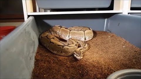 Killer Combos talking lethal ball pythons!