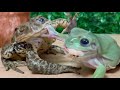 Don’t think. Feel 🐸 frog and toad(australian green tree frog, stream toad, asian green frog)