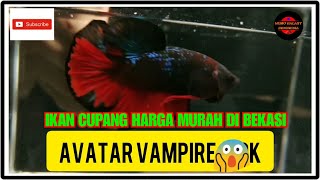 Ikan cupang avatar gordon, avatar vampir dan blue rim murah di bekasi | koleksi nya @annisyabetta